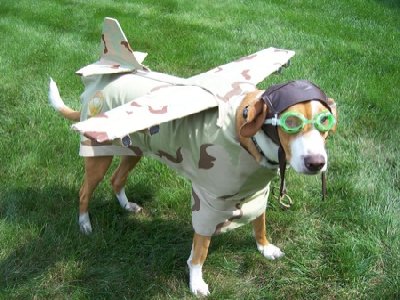 dog_fighter.jpg