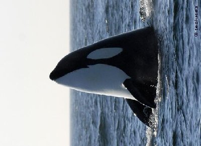 orca-11.JPG