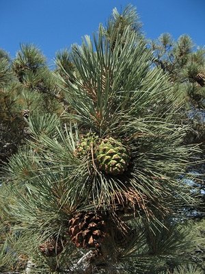 Torrey_Pine_Cones.jpg