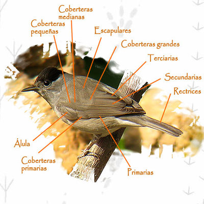 partes_aves_02.jpg