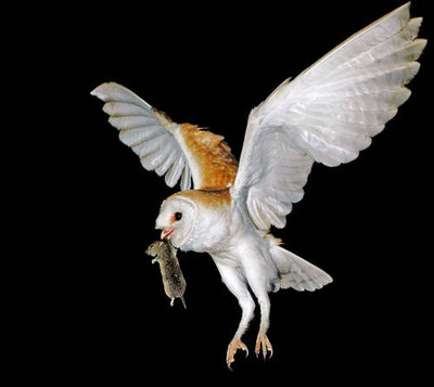 barn_owl_flight_jpg.jpg