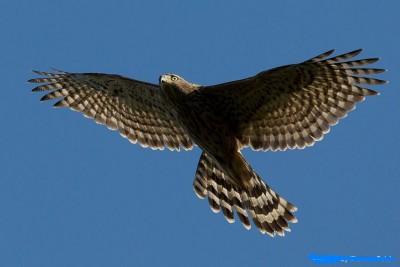 juvenile-northern-goshawk-accipiter-gentilis-945.jpg