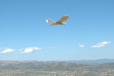 Aguila003.jpg