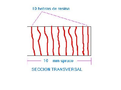 Dibujo SECCION TRANSVERSAL SPRUCE.JPG