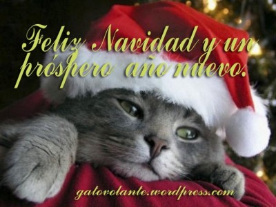 gato navidad.jpg