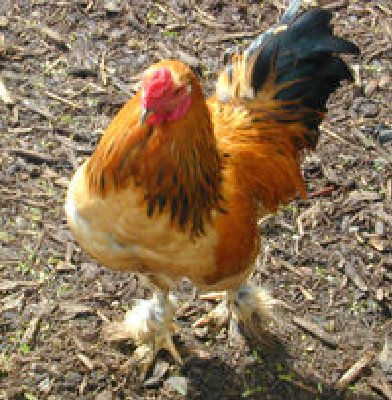 200px-Bantam_Rooster.jpg