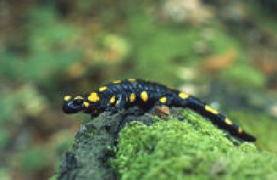 225px-Salamandra_salamandra_%28Marek_Szczepanek%29.jpg